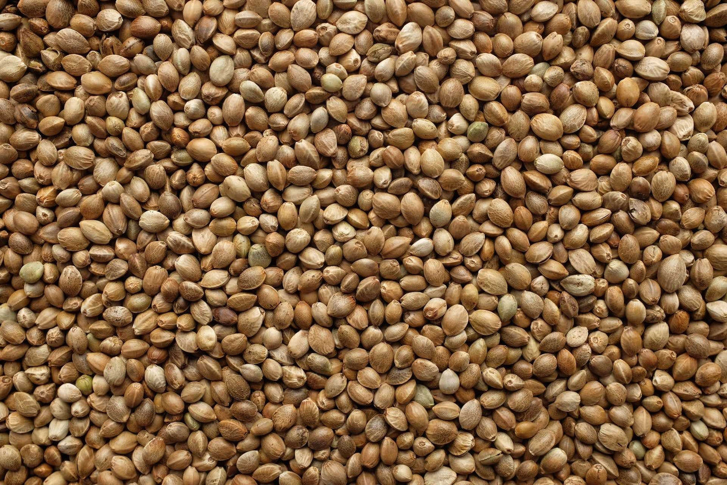 Hemp Seeds and Brain Health: Omega Fatty Acids for Cognitive Function